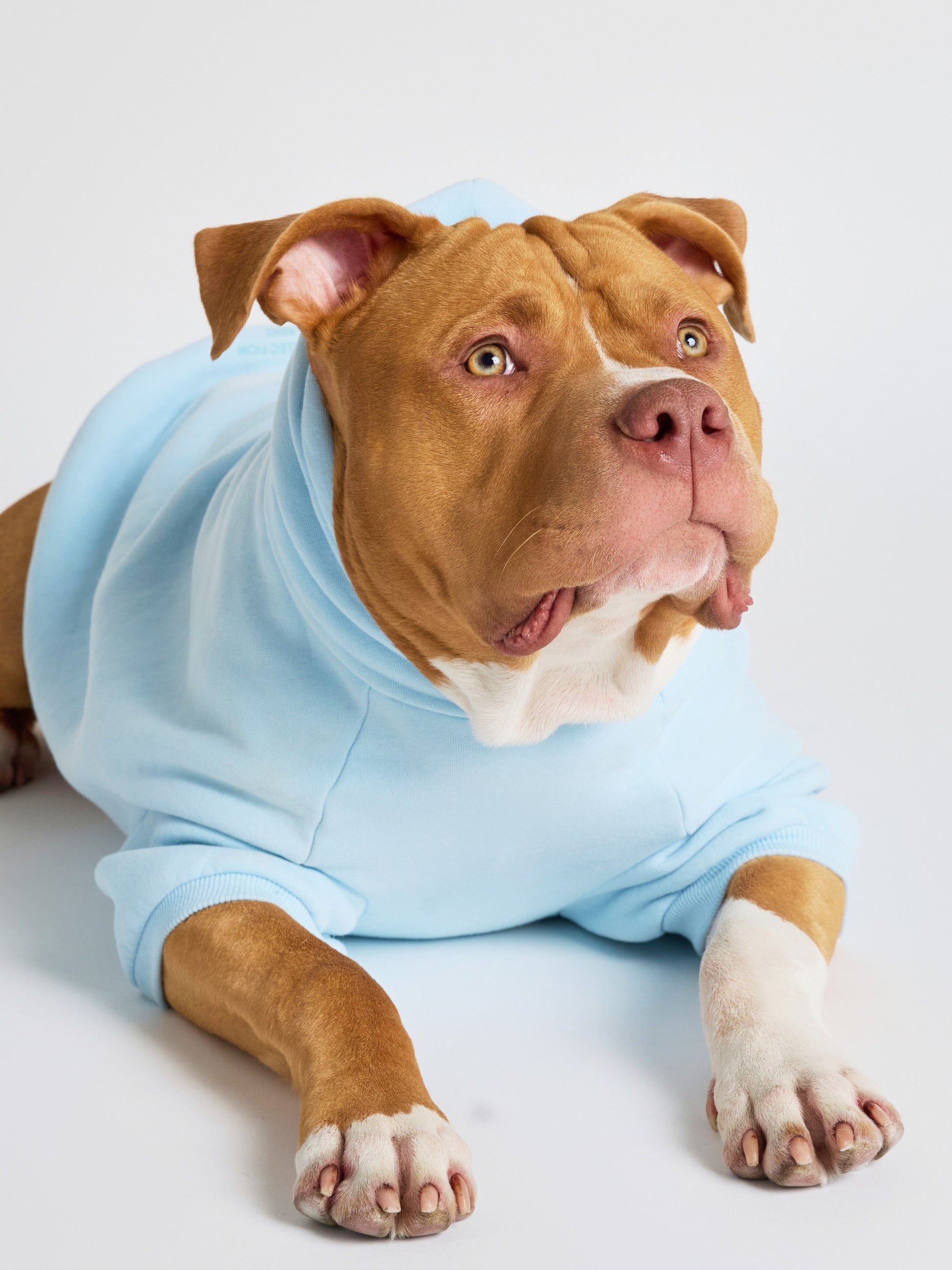 Pastel Paw Hoodie - Pre Order