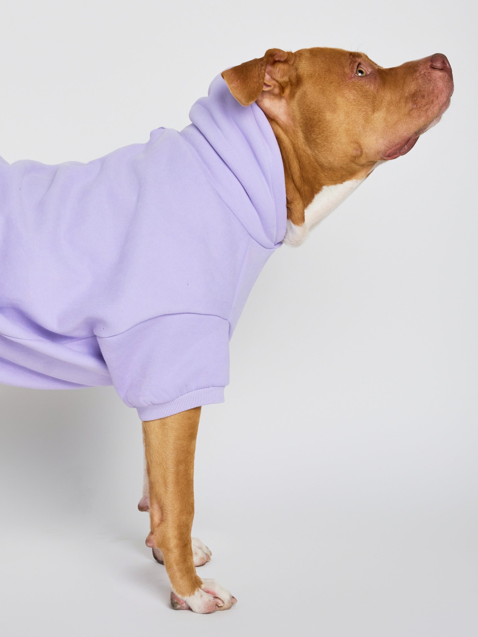 Pastel Paw Hoodie - Pre Order