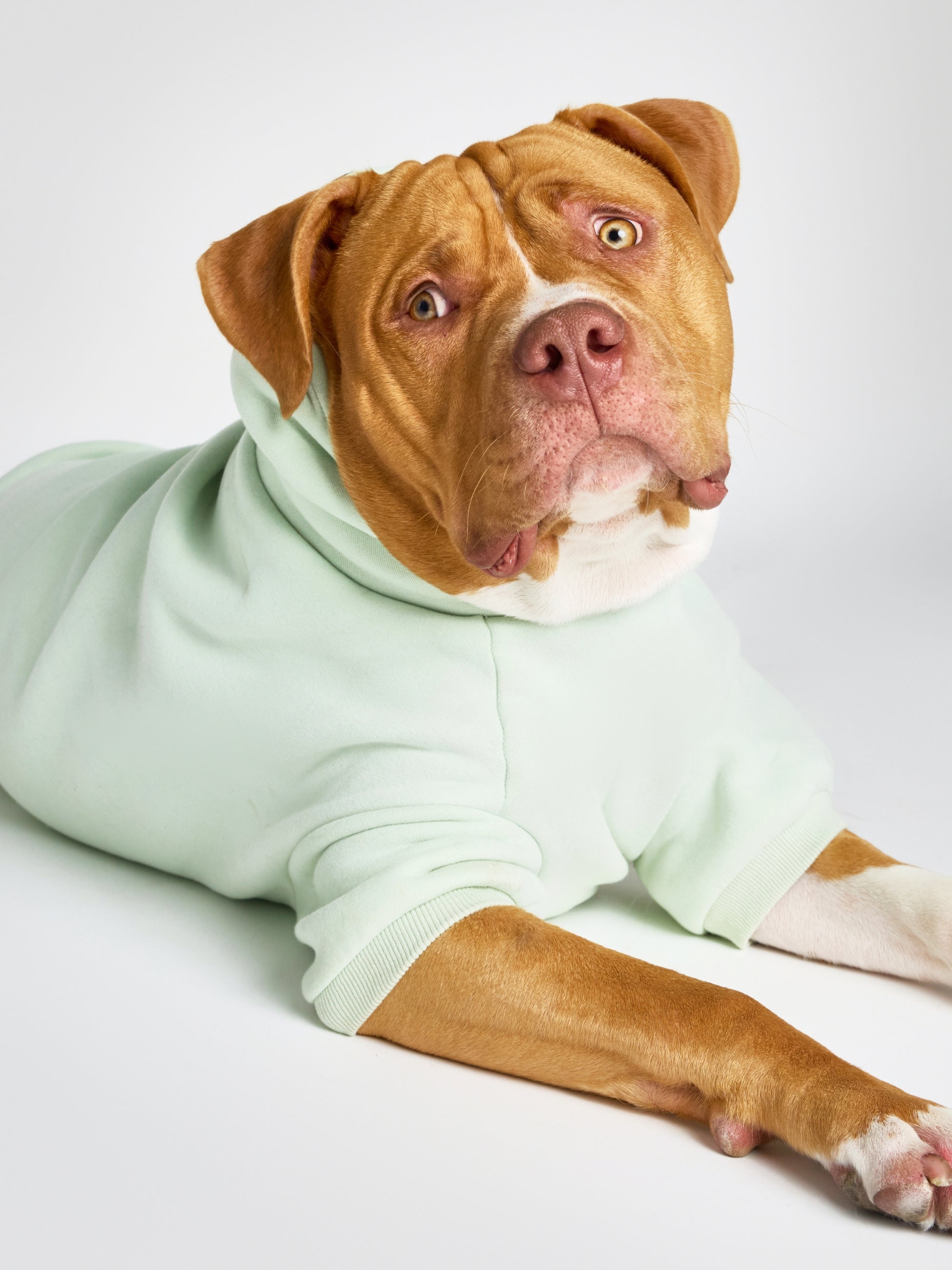 Pastel Paw Hoodie - Pre Order