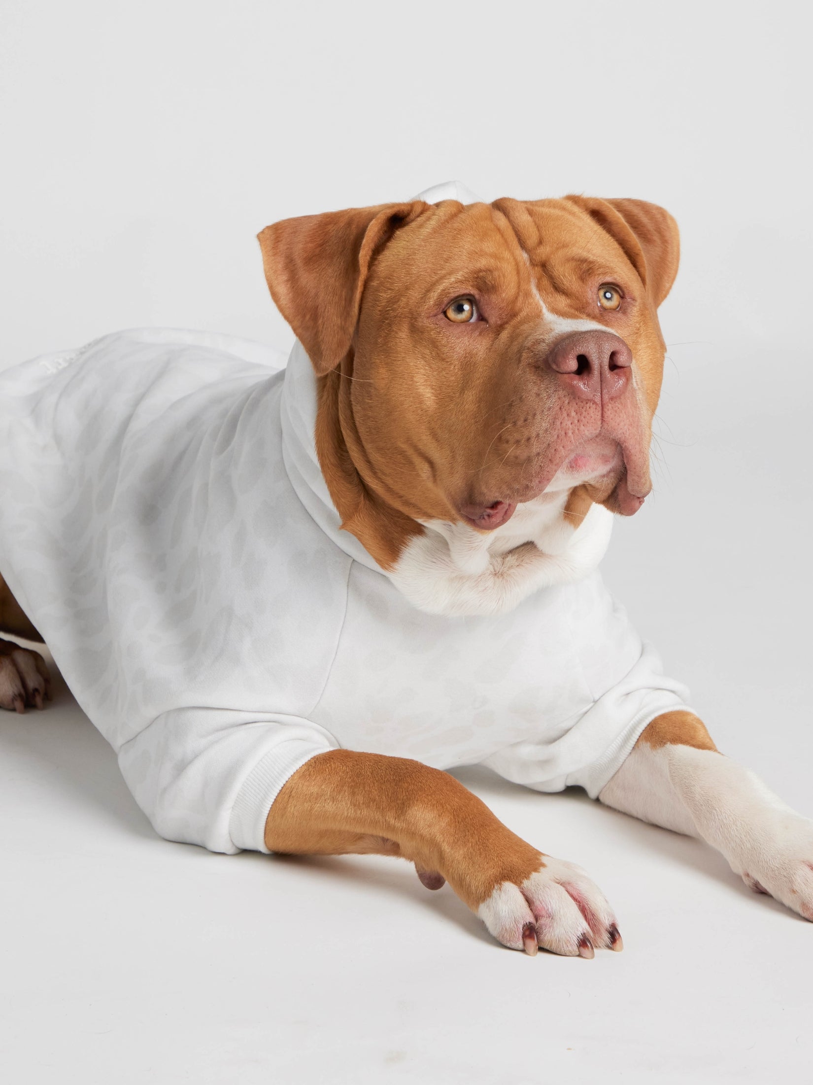 Minimalist Paw Hoodie - Pre-Order