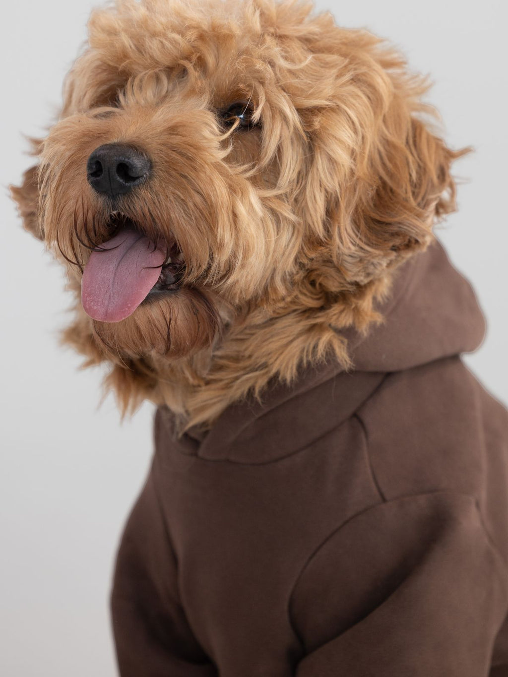 Standard Paw Hoodie - Pre-Order