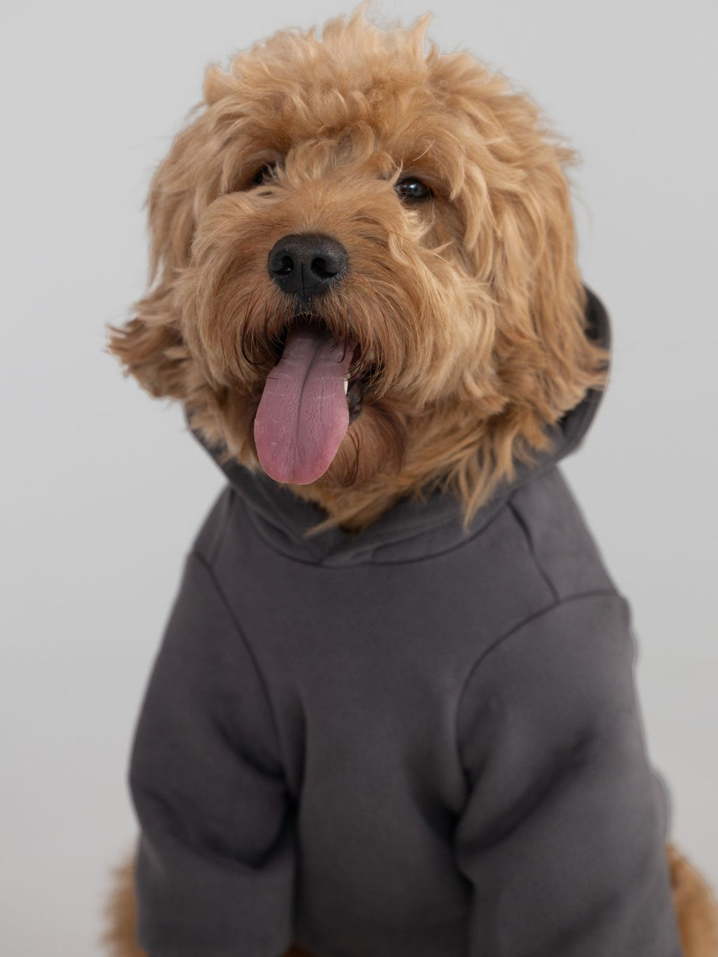 Tranquil Paw Hoodie -Pre-Order